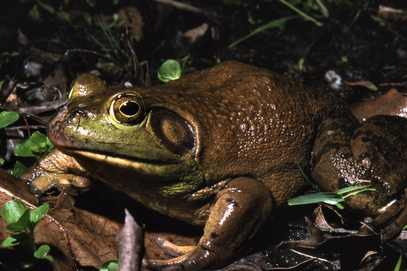 Bull frog (Lithobates catesbeiana). Credit: Sally Ray
